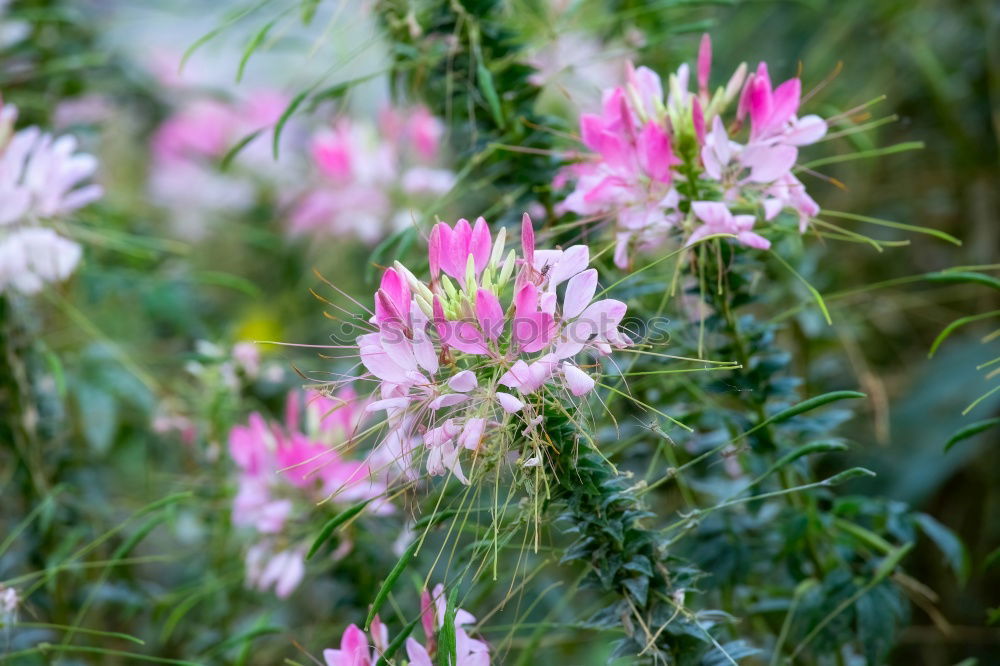 Similar – Foto Bild schöne rosa rote Salvias gegen einen Zaun