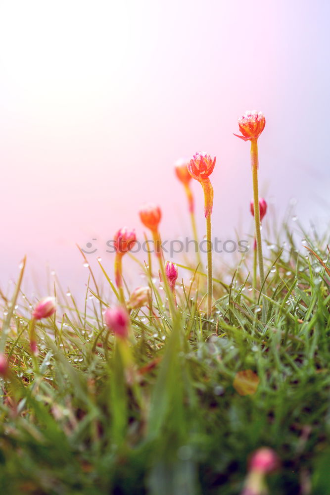 Similar – Image, Stock Photo Easter walk II Relaxation