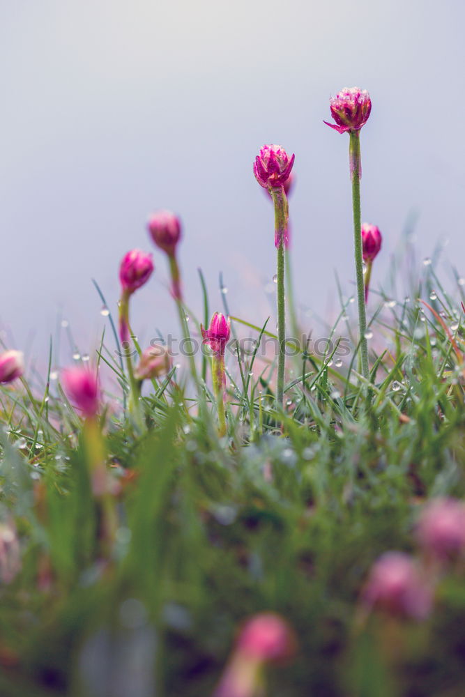 Similar – Mohnblume Natur Landschaft