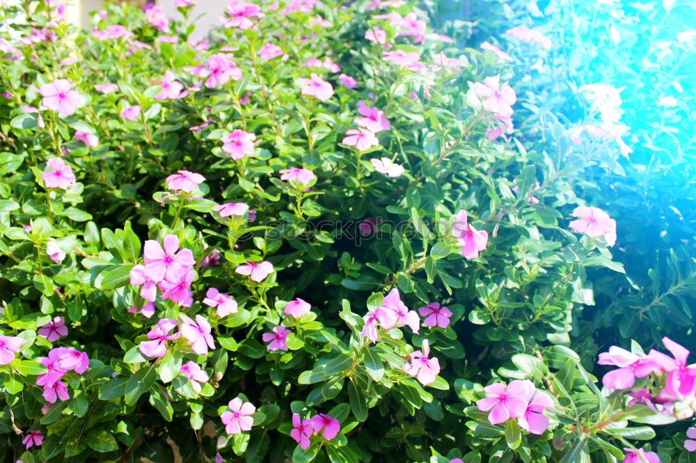 Similar – Image, Stock Photo Summer Flowers Environment