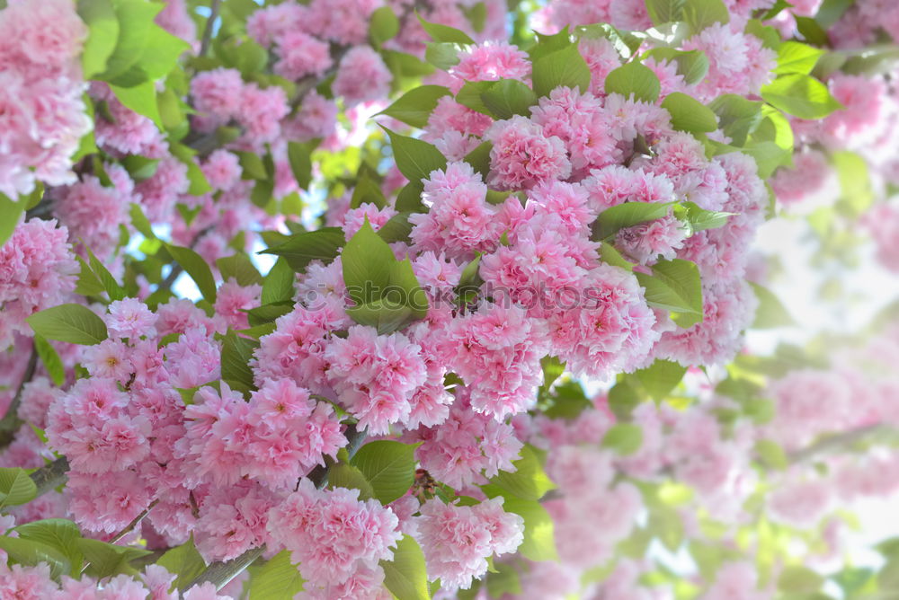 Similar – Image, Stock Photo Branch of beautiful purple lilac flowers on the bush