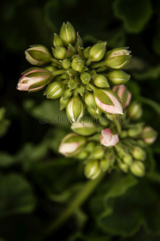 Similar – Grüne Blüten der Euphorbia Characias Wulfenii, allgemein bekannt als Mittelmeer-Wolfsmilch