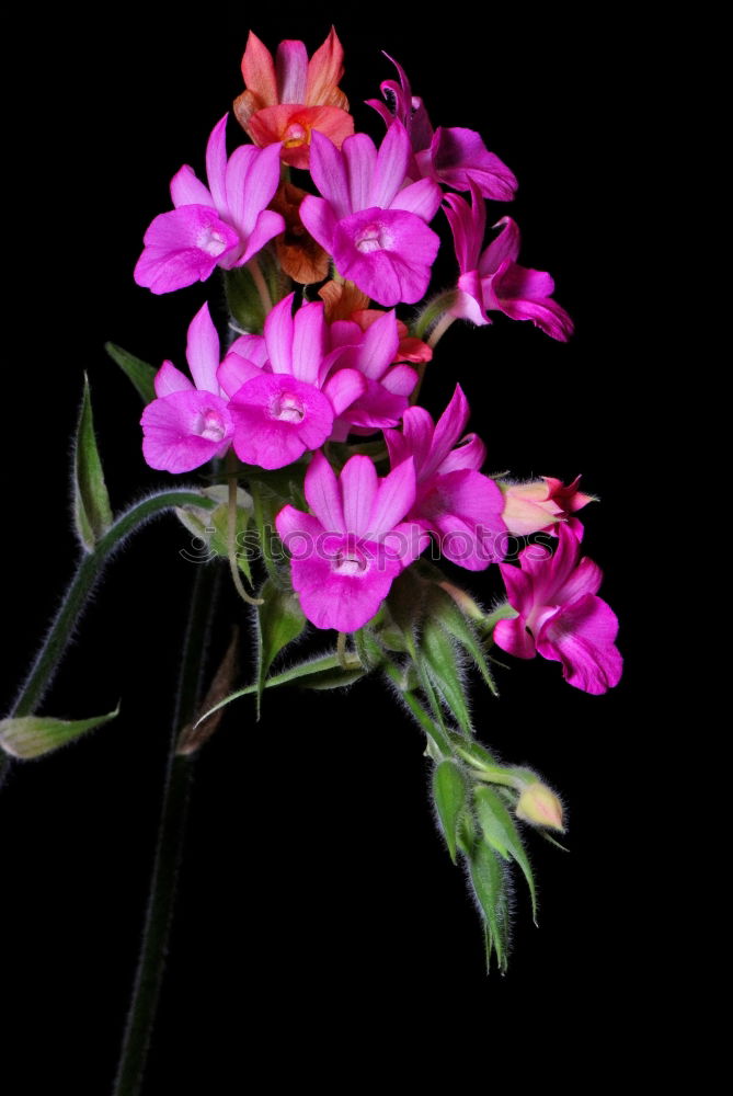 Similar – Wild mallow, Malva sylvestris