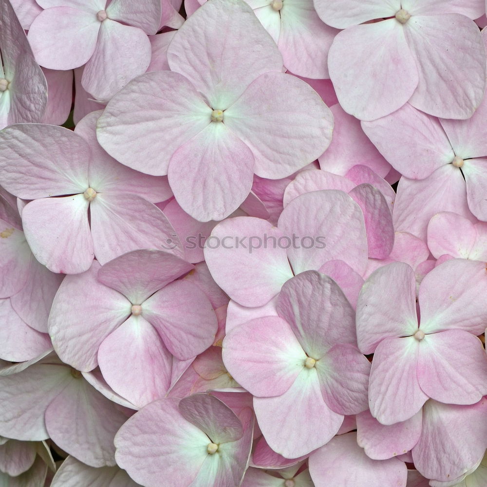 Similar – hydrangea Plant Summer