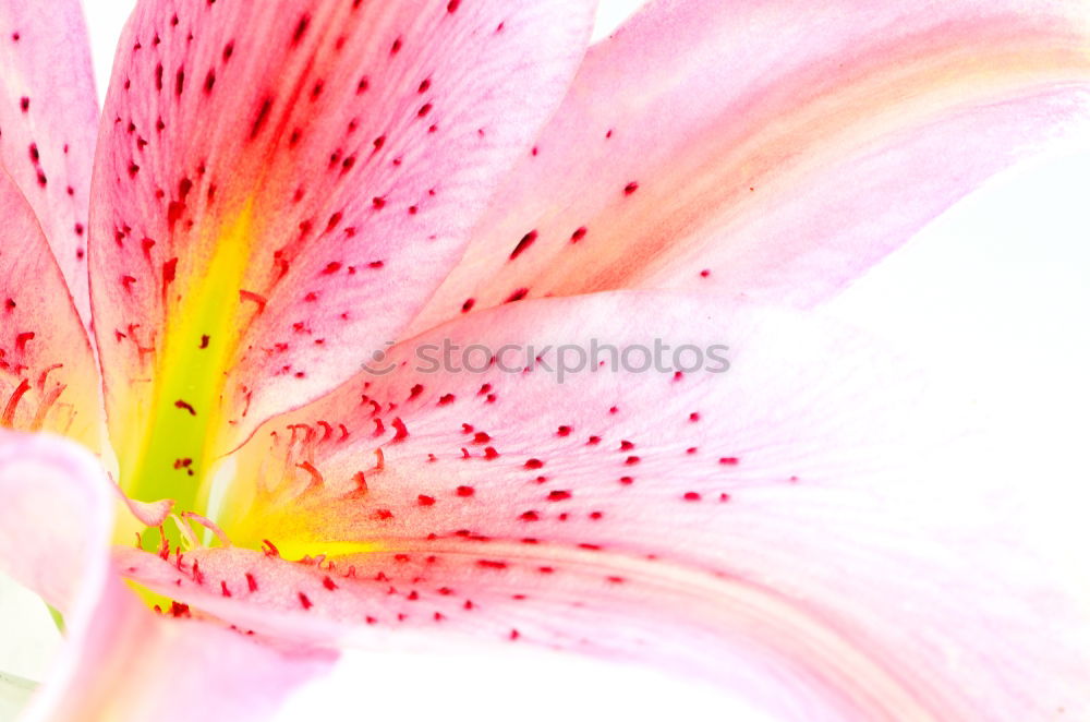 Similar – lily Blossom Flower Pink