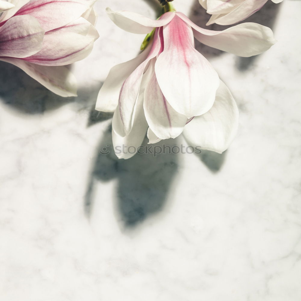 Similar – Fresh Spring Tulips On Wooden Table