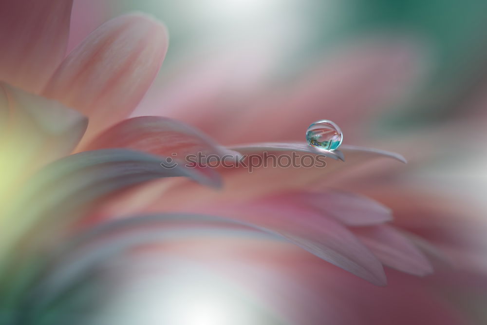 Similar – Image, Stock Photo White Clover Garden plants