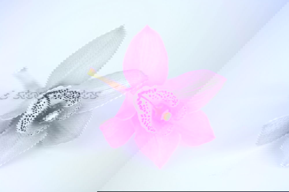 Similar – Image, Stock Photo orchid Elegant Style