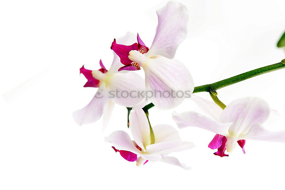 Similar – Image, Stock Photo hessian oster orchids III