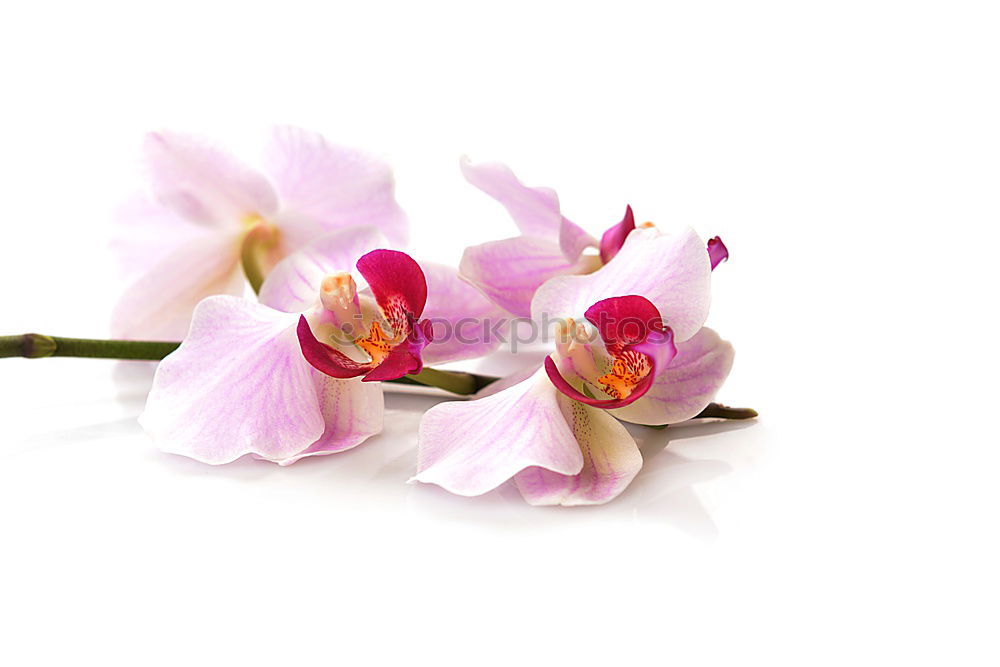 Similar – Image, Stock Photo Flower pink Orchid Pink