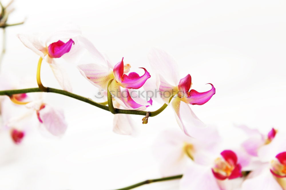 Similar – Image, Stock Photo Frangipani flowers on nature background