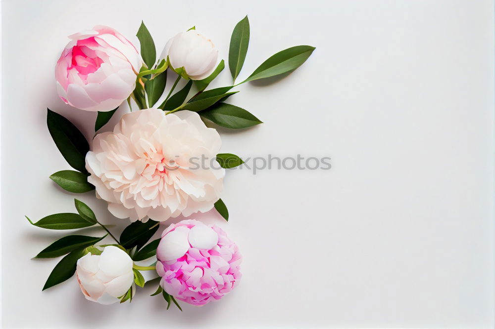 Similar – Image, Stock Photo buds of blooming roses with green leaves