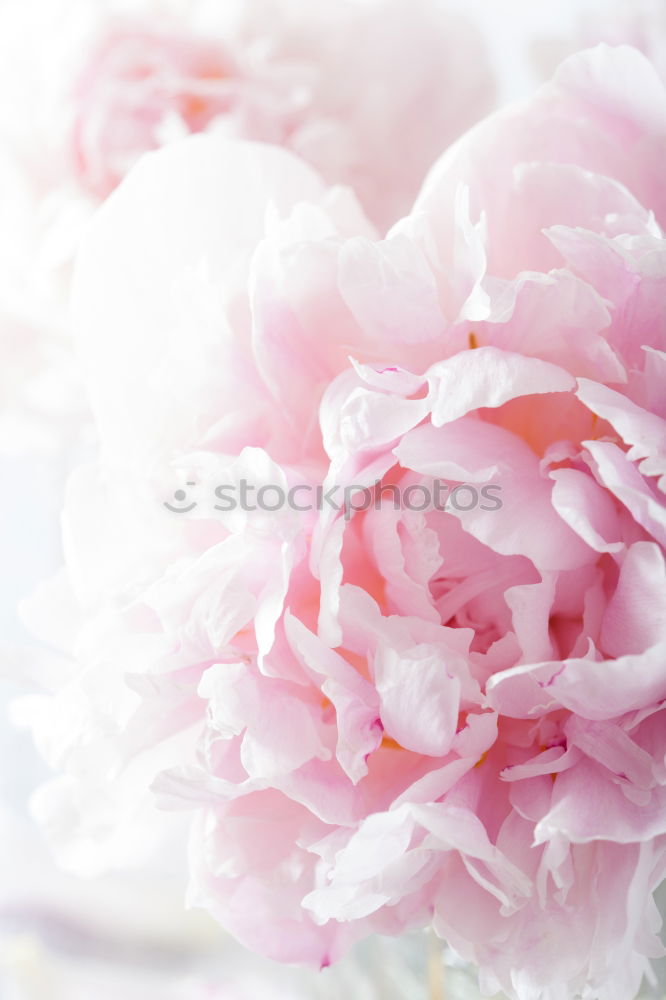 Similar – Pink and cream roses