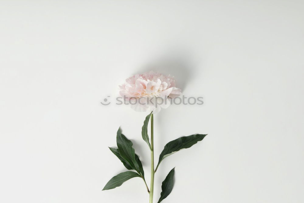 Pink flower in blue vase