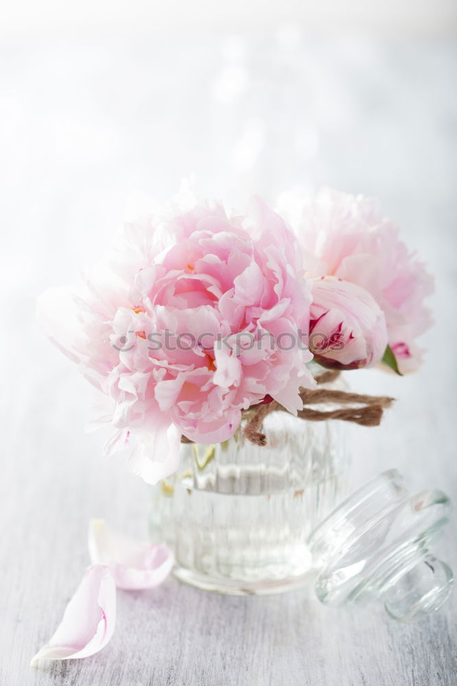 Similar – Image, Stock Photo Roses in grey bowl with water and cream