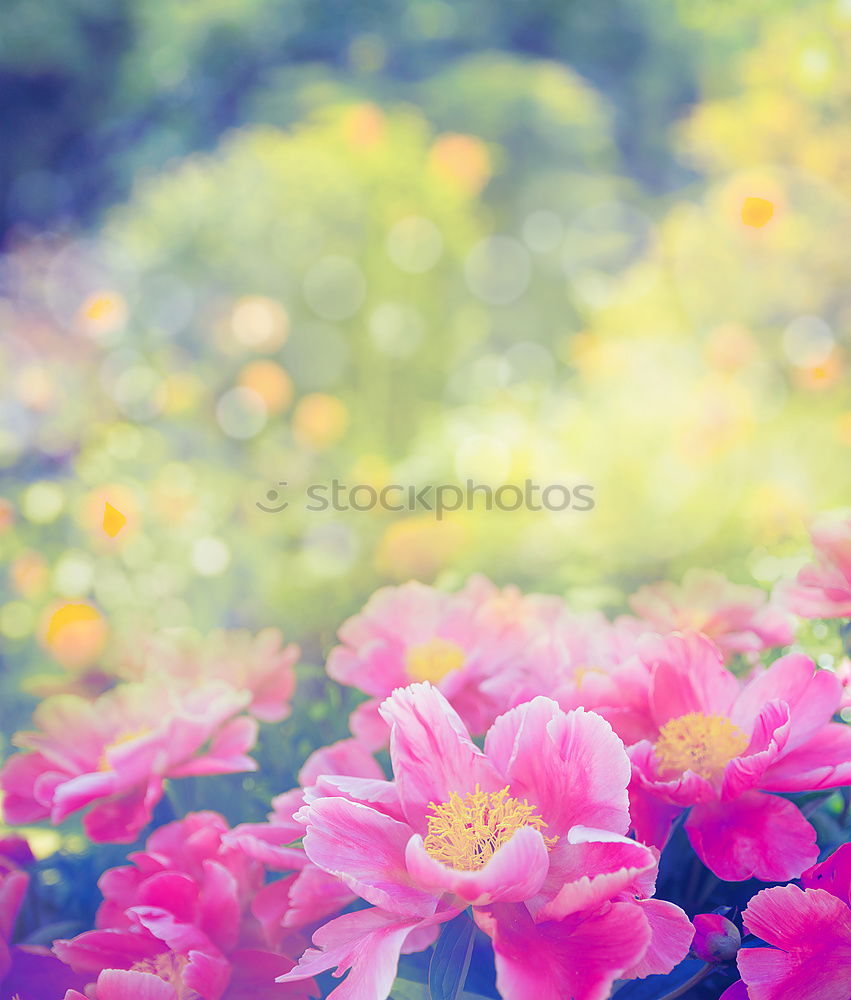 Similar – Image, Stock Photo Beautiful balcony flowers