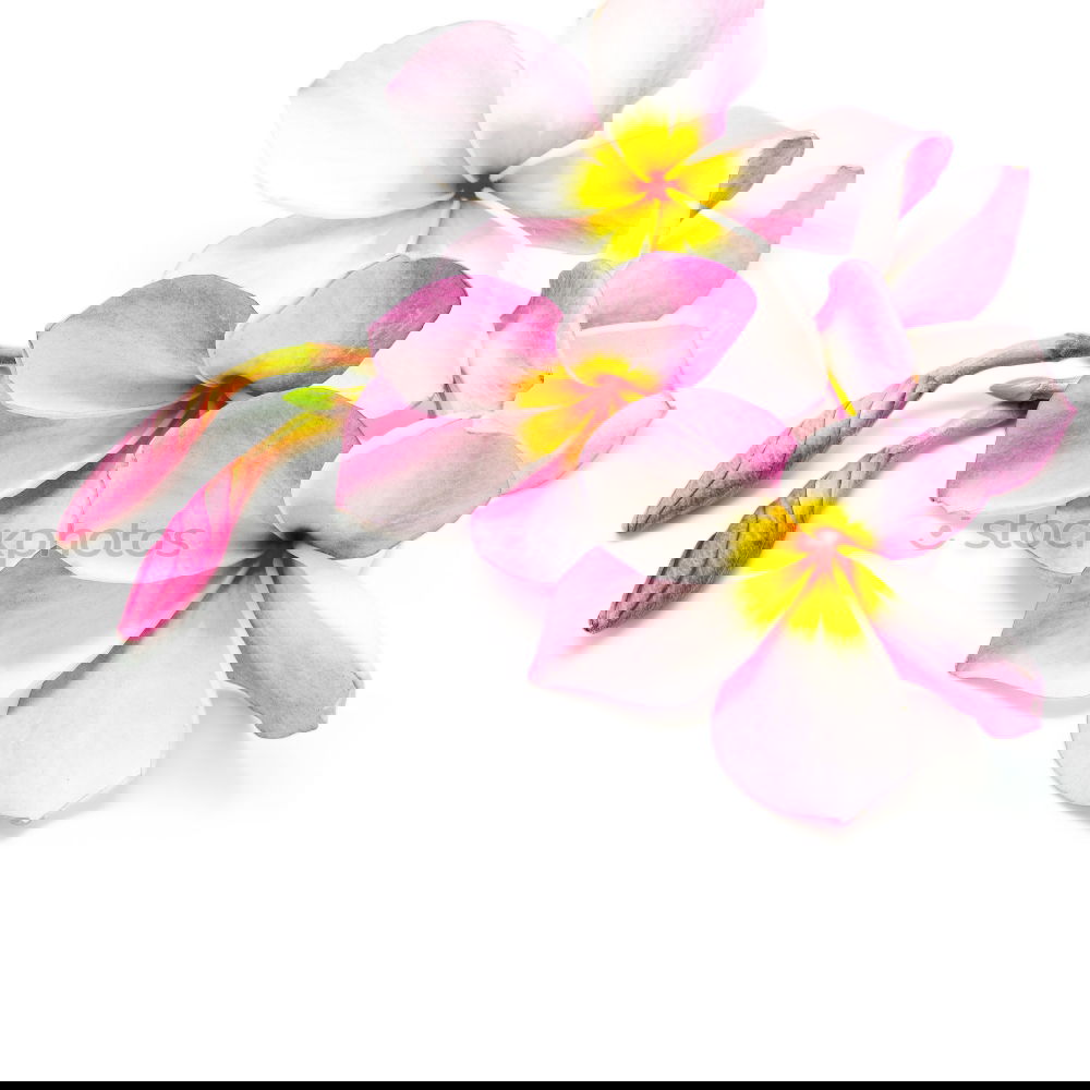 Similar – Image, Stock Photo Beautiful spa or wellness with flowers and lotion