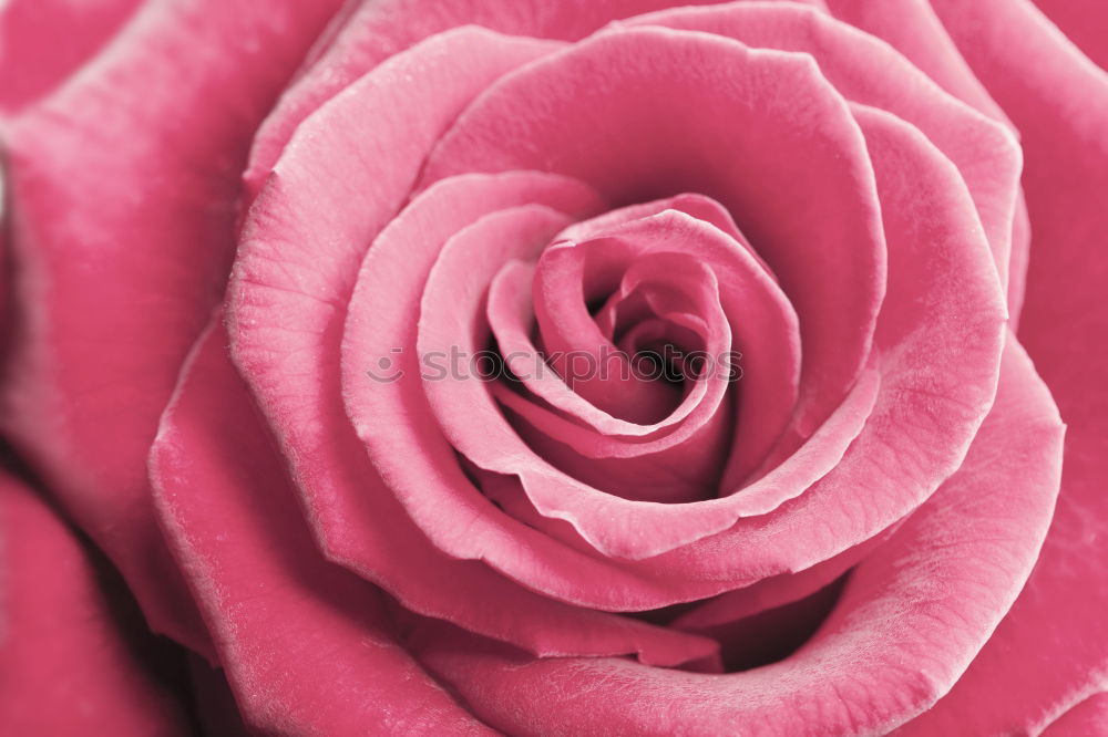 Similar – Image, Stock Photo Sweet color of pink rose , Romance color natural floral background