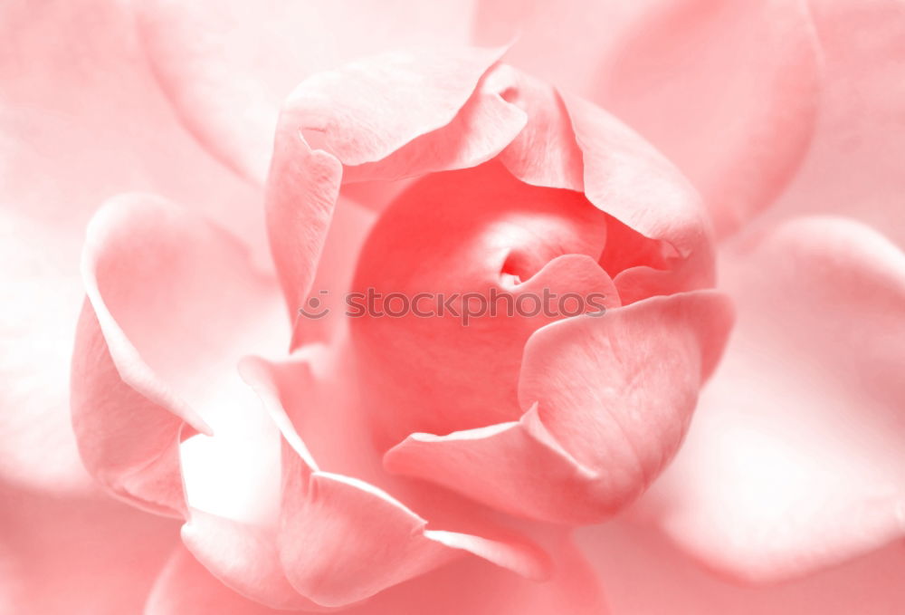 Wet Red Tulip Petals With Water Drops