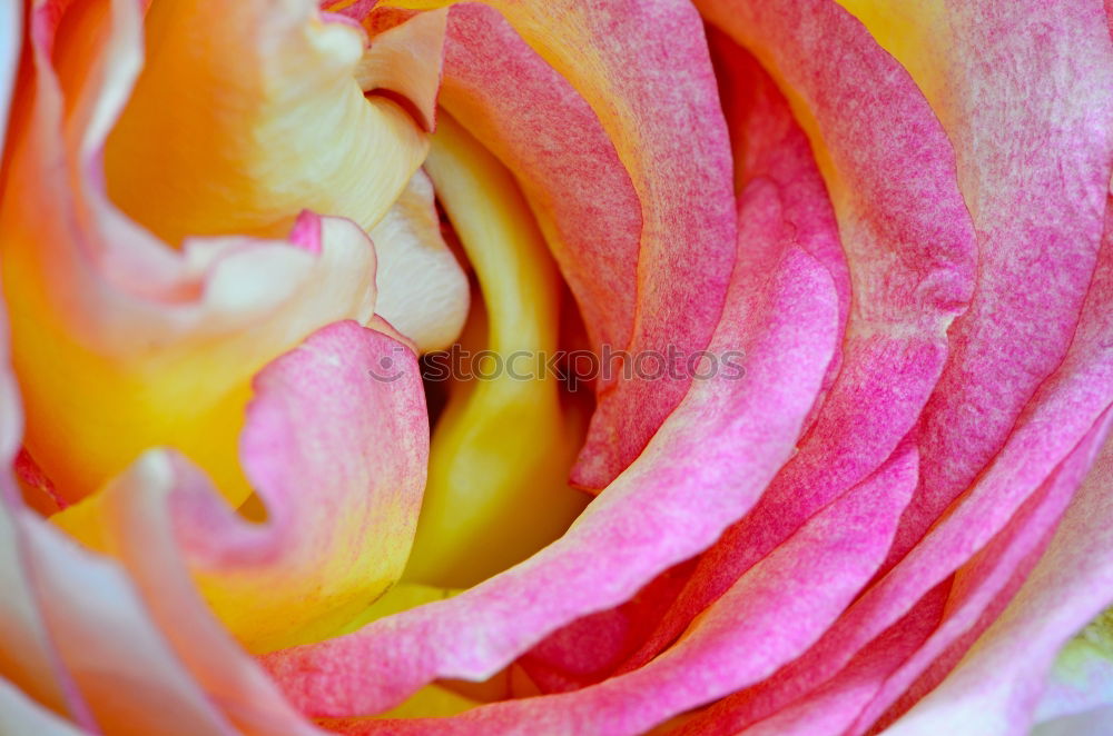 Similar – unfolding Summer Rose