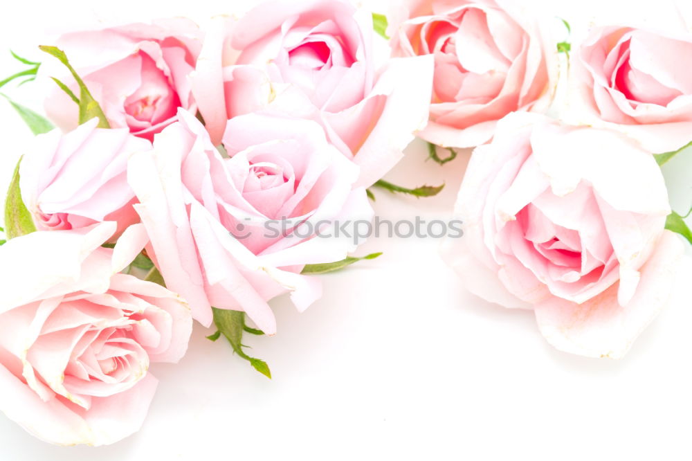 Similar – Image, Stock Photo buds of blooming roses with green leaves