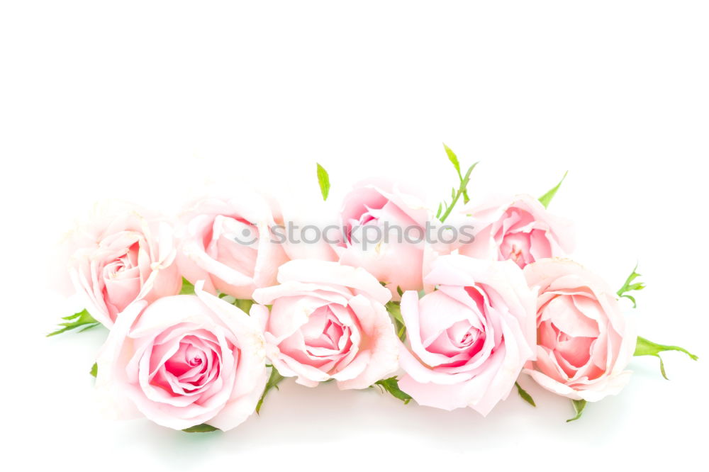 Similar – Image, Stock Photo buds of blooming roses with green leaves