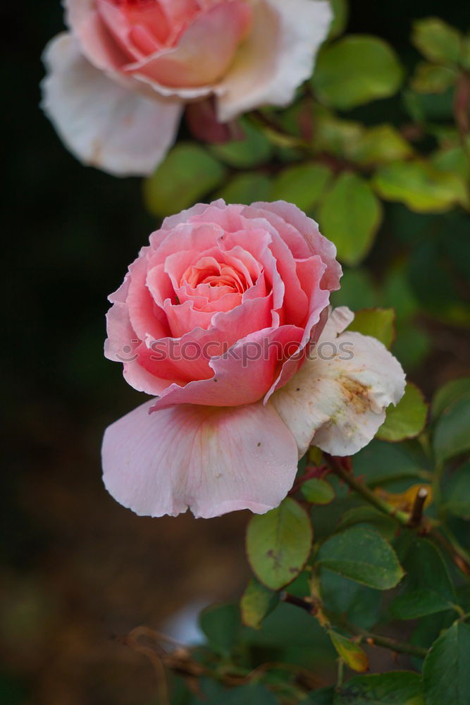 Similar – Image, Stock Photo Shrove Monday
