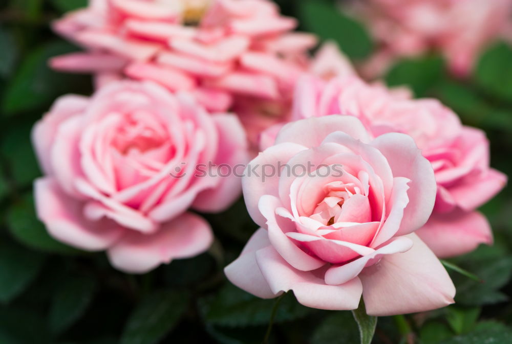 Similar – Pink Rose Elegant Style