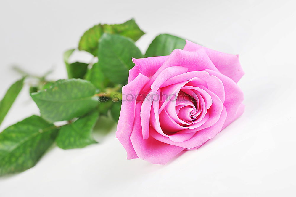 Similar – Purple rose with water drops