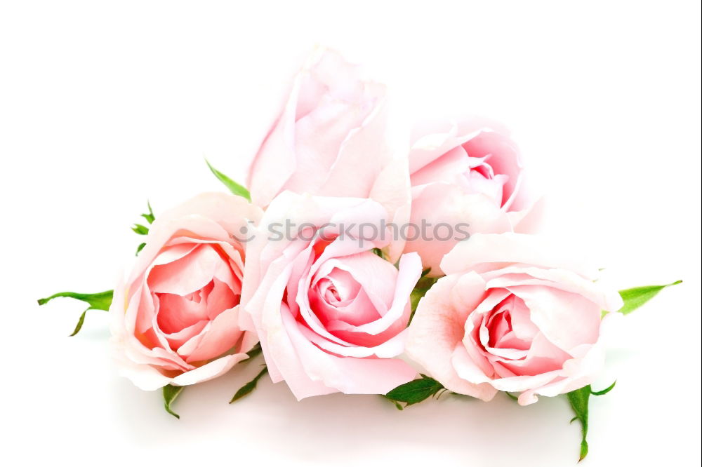 Similar – Image, Stock Photo buds of blooming roses with green leaves