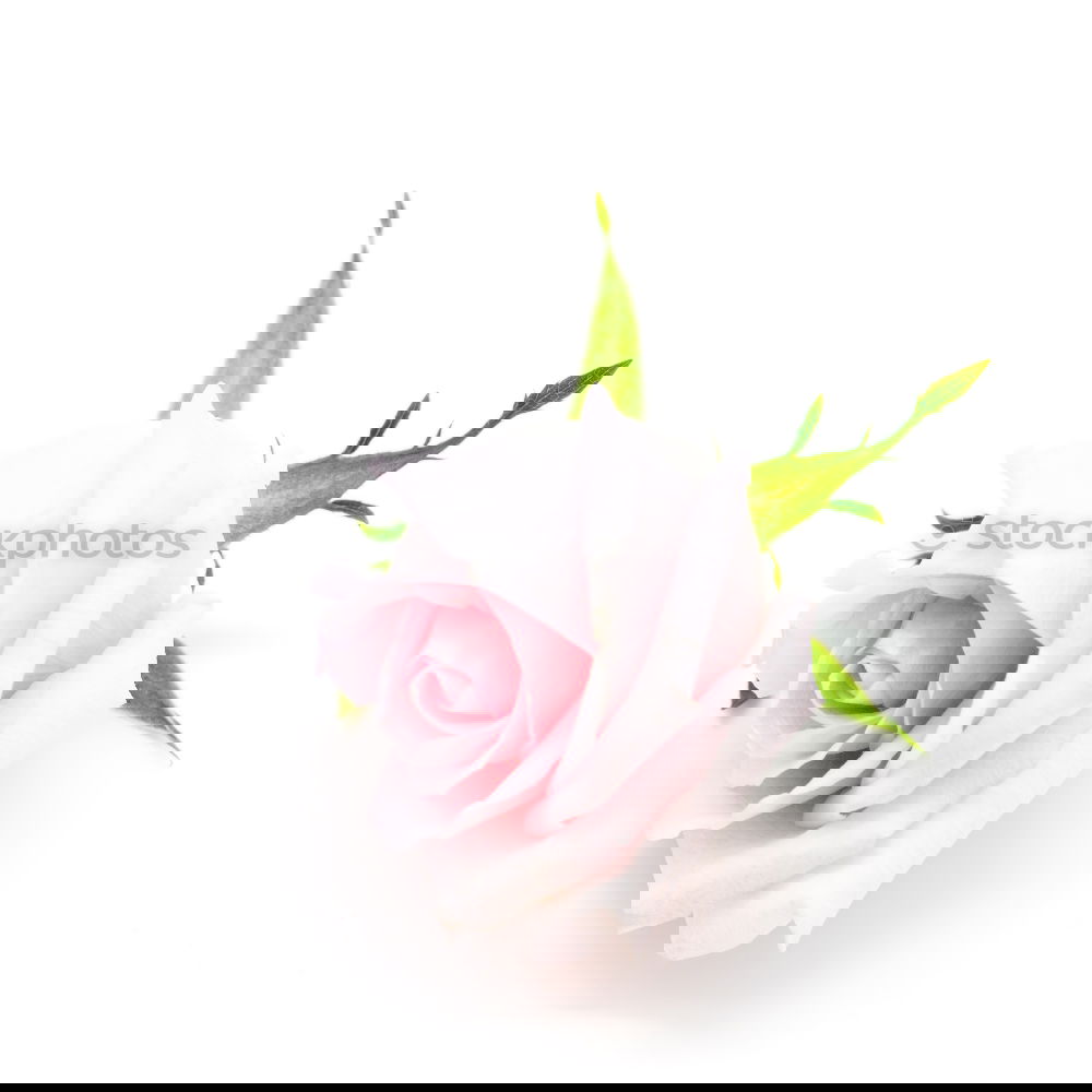 Similar – Image, Stock Photo Two tulips Fragrance
