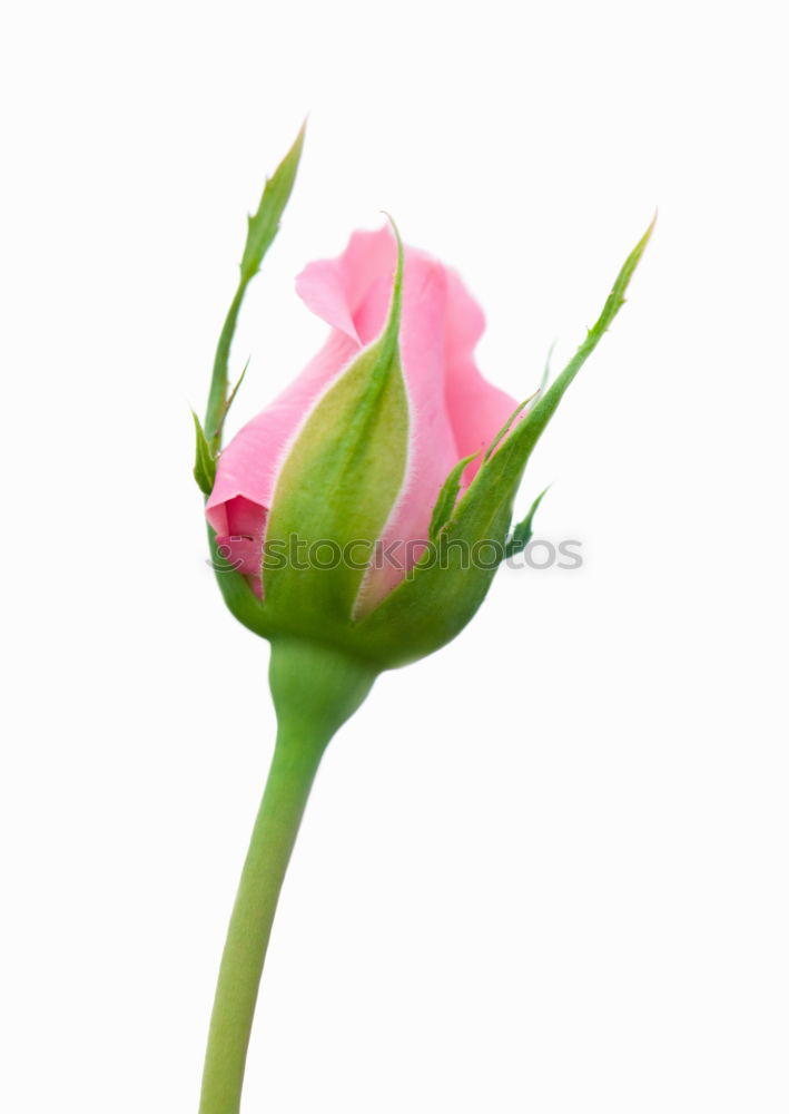 Similar – Image, Stock Photo Four oh oh Plant Flower