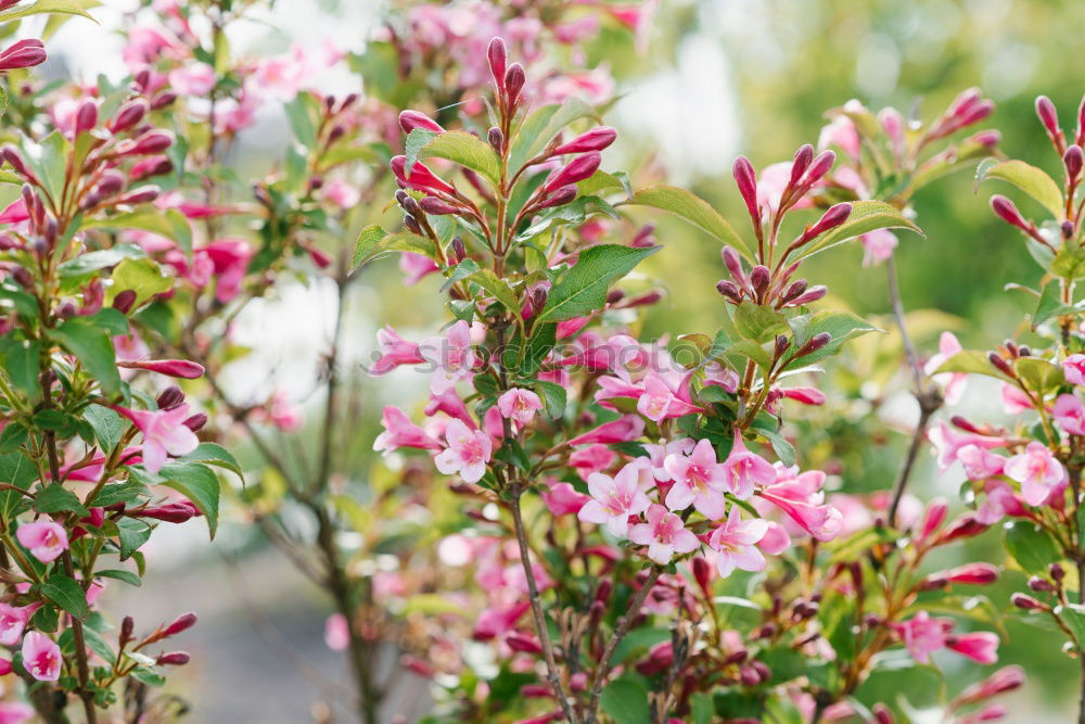 Similar – Foto Bild schöne rosa rote Salvias gegen einen Zaun