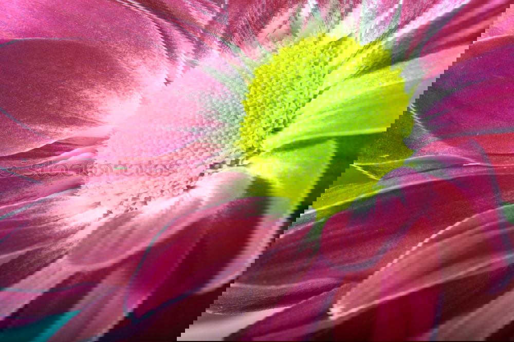 Similar – Image, Stock Photo opium poppy,flower