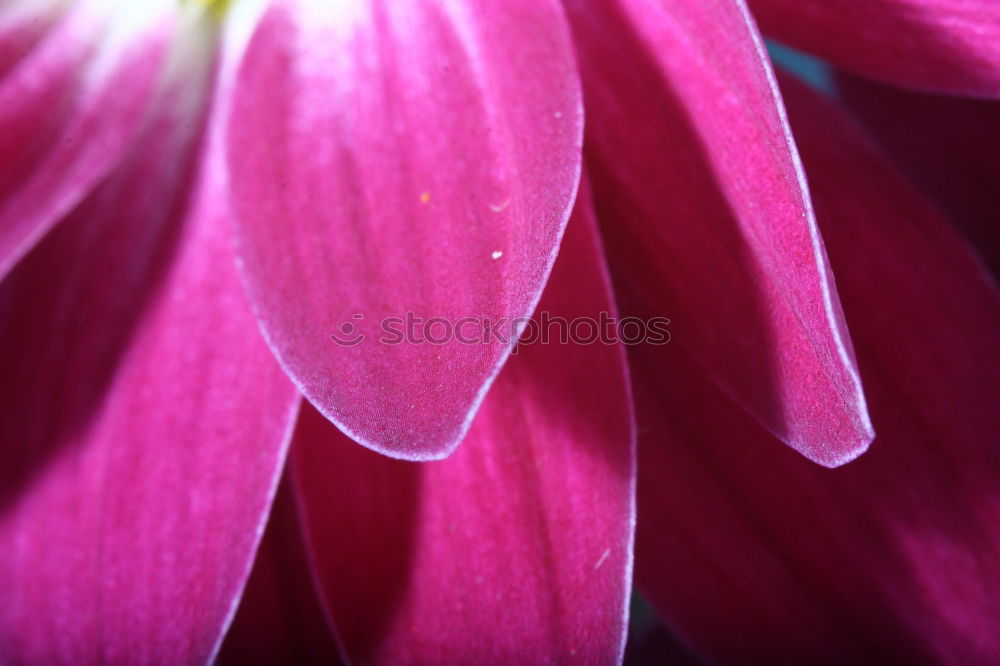 Similar – View into the flower of a purple anemone with purple stamens