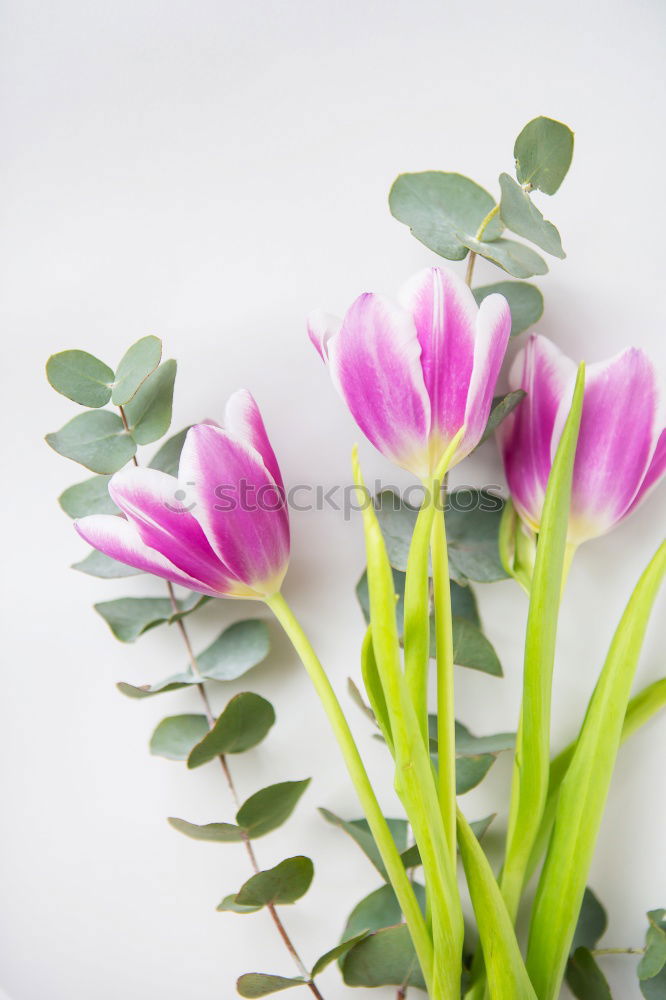 Similar – spring colorful garden flowers , columbine