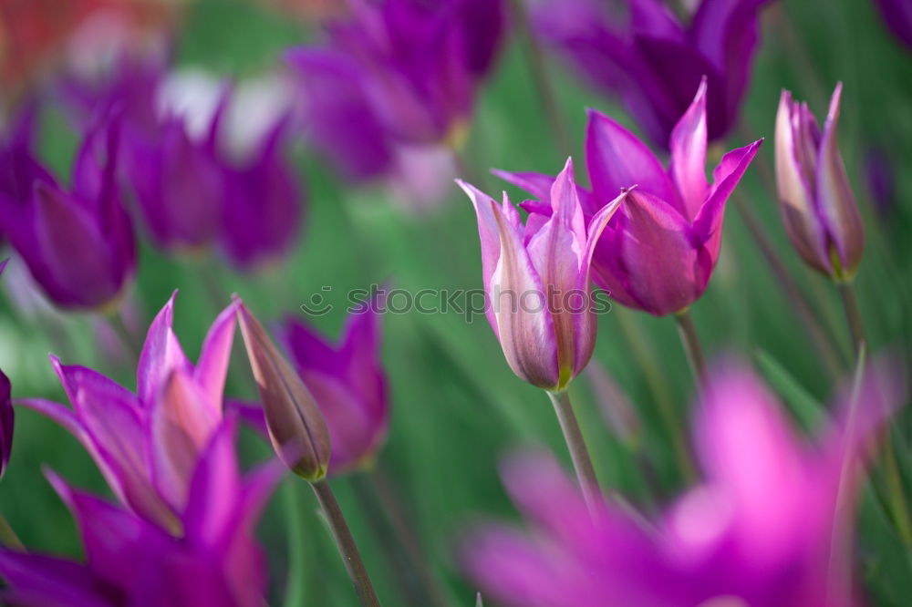 Similar – Image, Stock Photo sun seeking bullets Flower