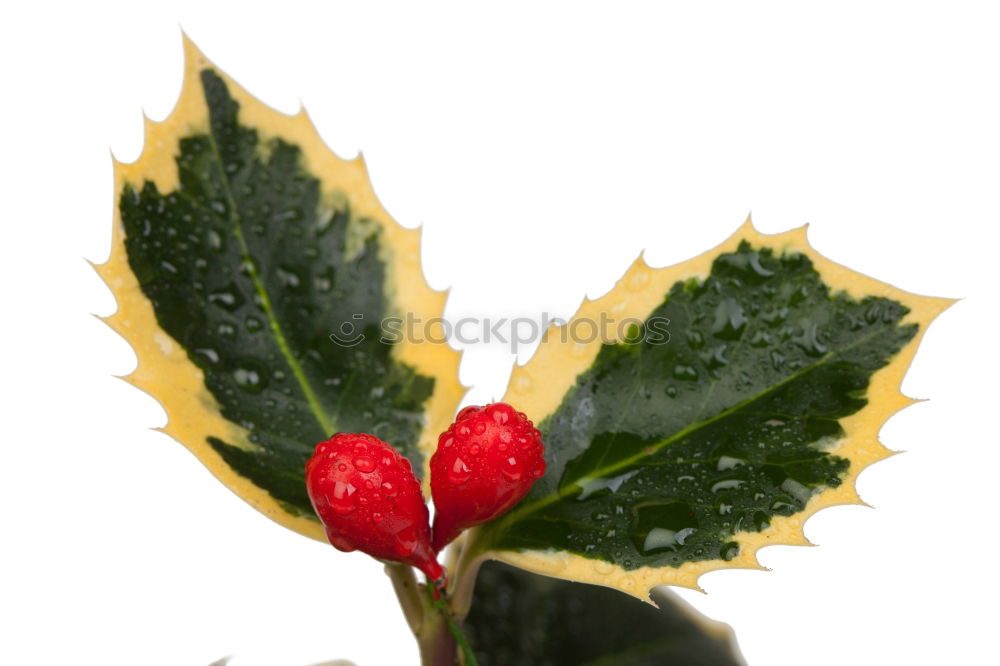 Image, Stock Photo ::: Ilex ::: Triangle Leaf