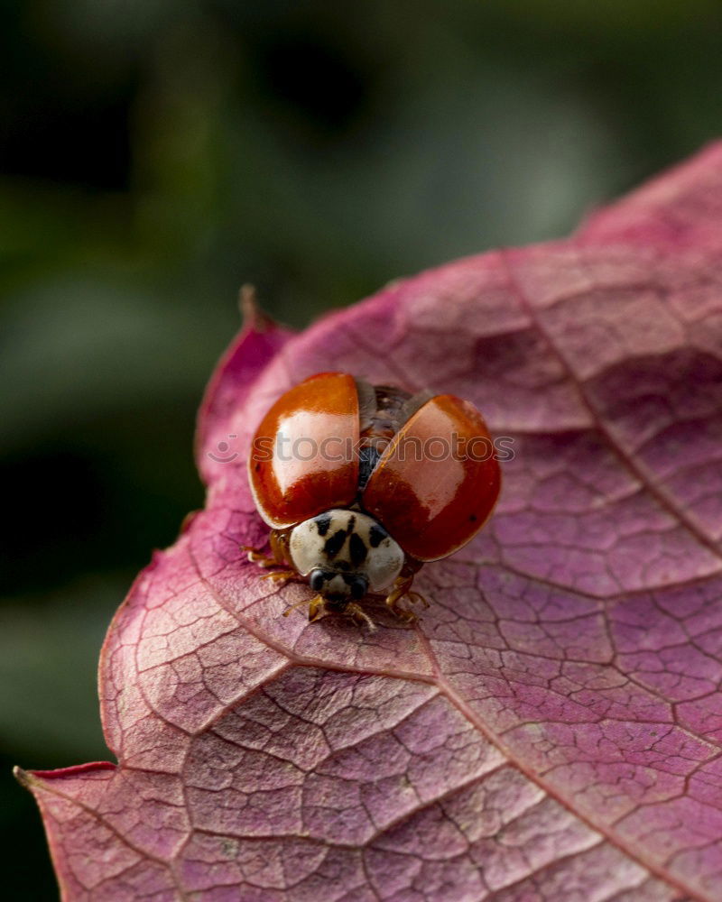 Similar – Image, Stock Photo Ladybird on the leaf