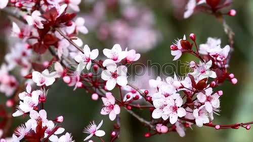 Similar – Strauch mit kleinen rosa Blüten vor grünem Hintergrund