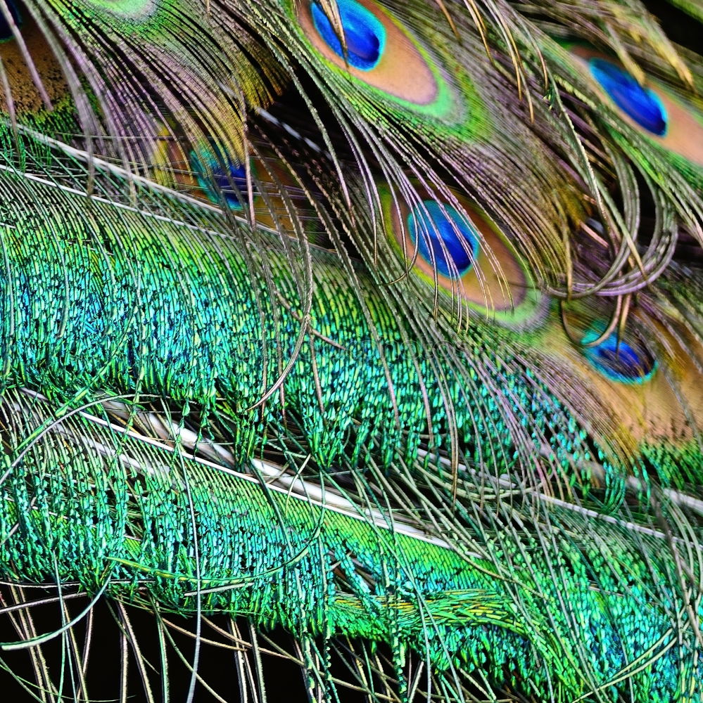 Similar – peacock eyes Animal