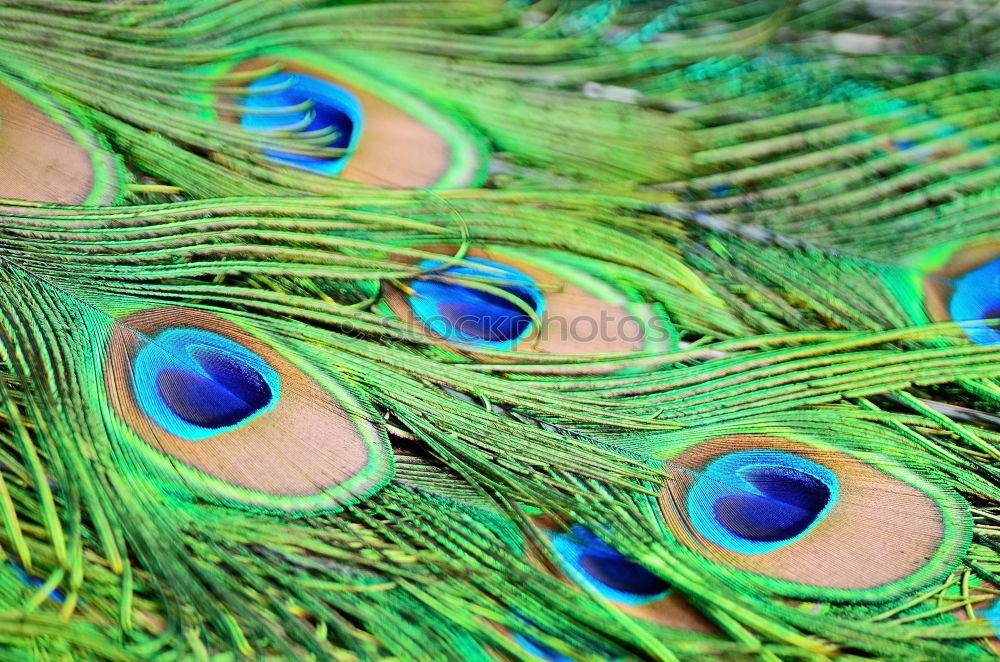 Similar – peacock eyes Animal