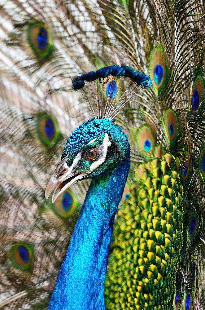 Similar – headdress Peacock