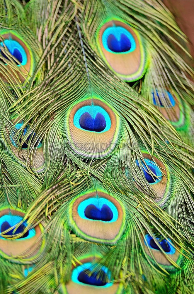 Similar – peacock eyes Animal