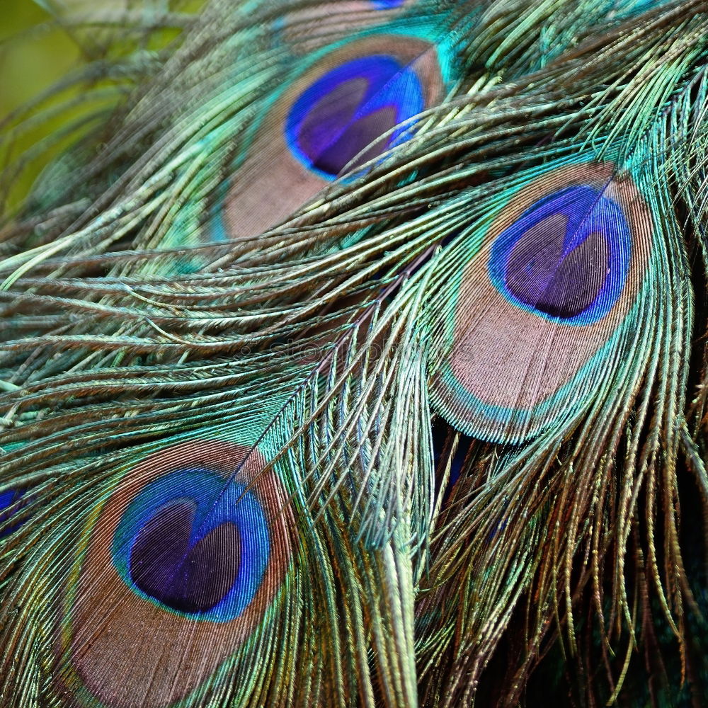 Similar – Image, Stock Photo to decorate oneself with foreign feathers???