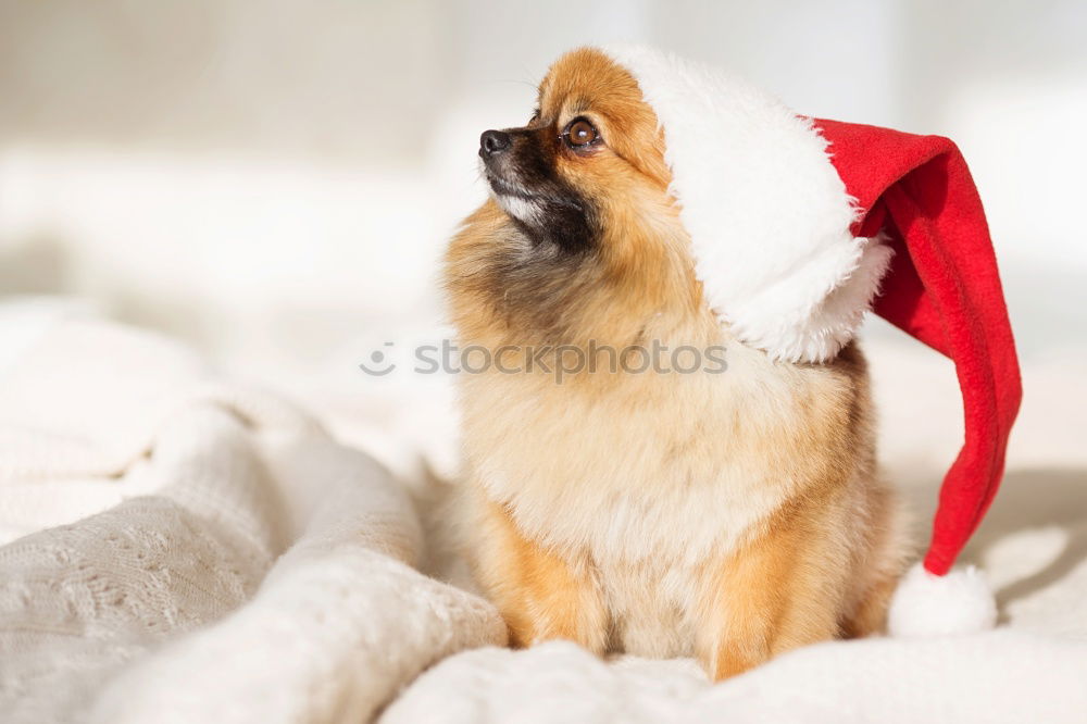 Similar – cute jack russell dog at home by the christmas tree