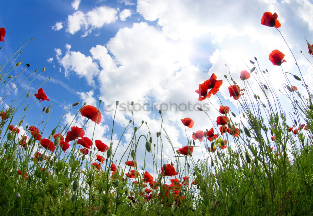 poppy Nature Plant Sky