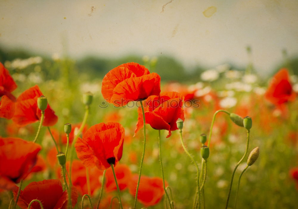 Similar – Image, Stock Photo Poppies on summer meadow