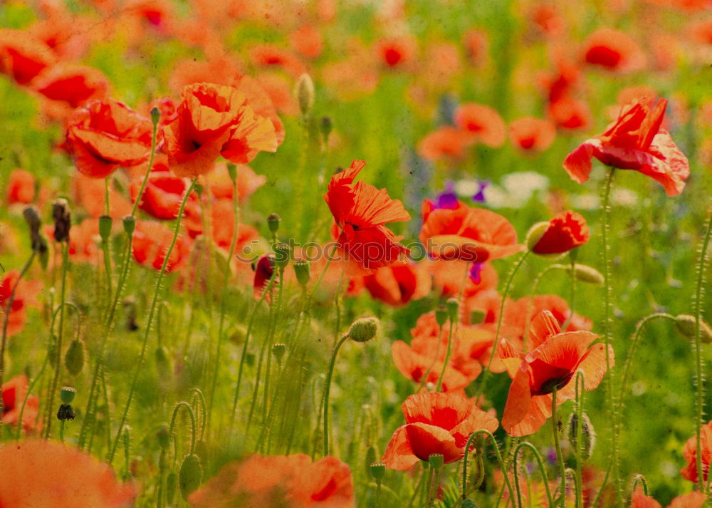 Similar – Image, Stock Photo Summer! Good morning Poppy