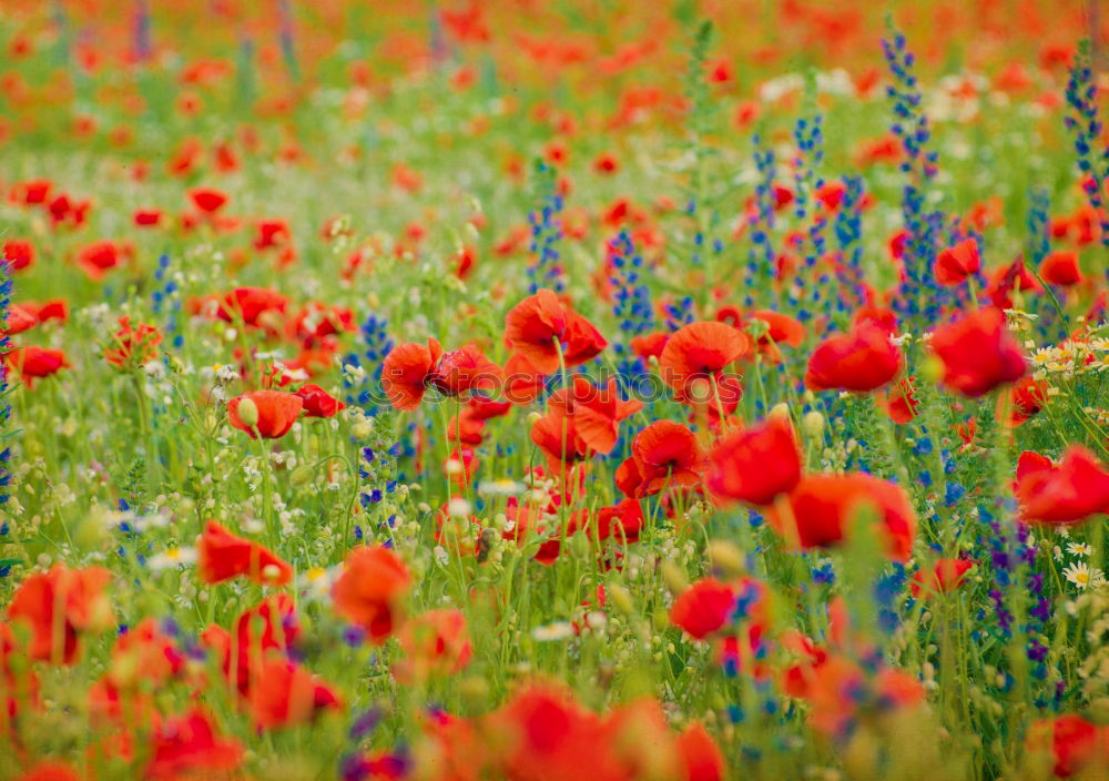 Similar – poppy field Summer